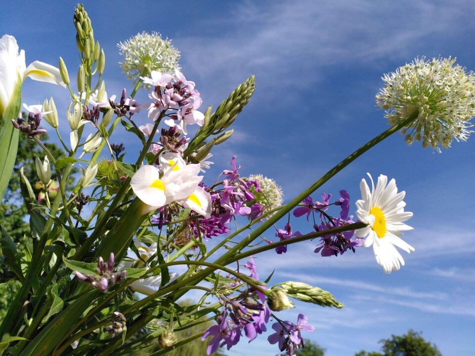 Exklusives Muttertagsangebot